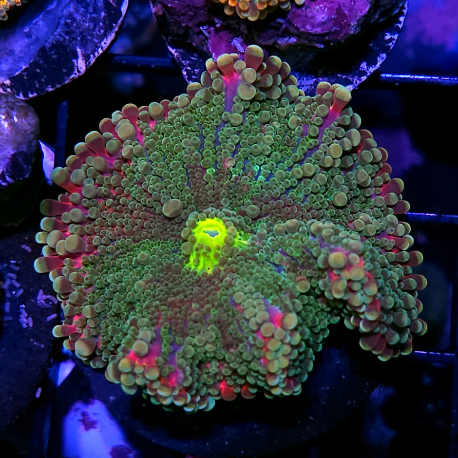 Strawberry Kush Yuma