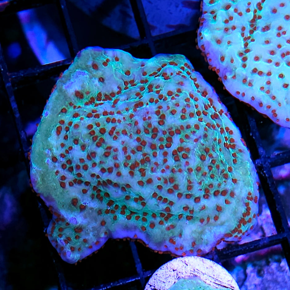 Jedi Mind Tricks Montipora