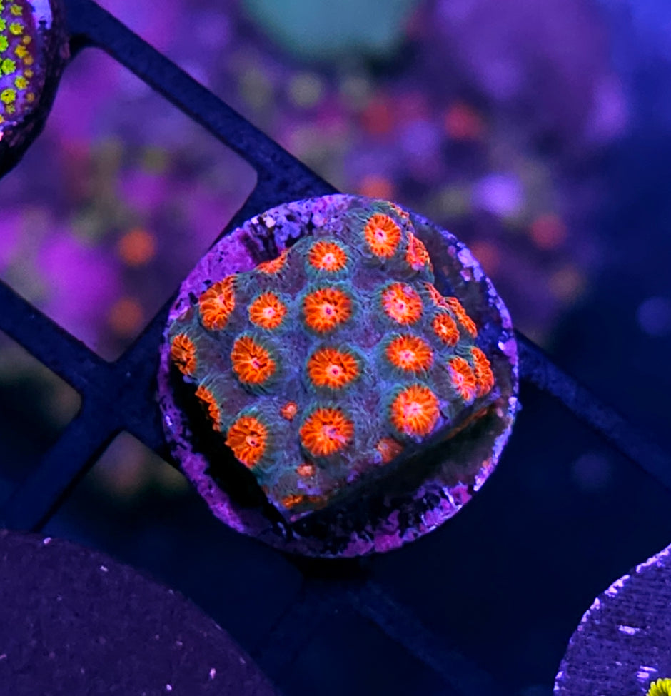 Rose Buds Cyphastrea