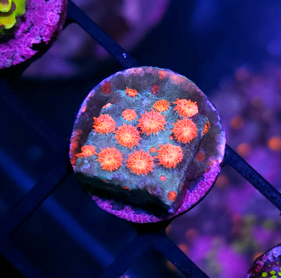 Rocket League Cyphastrea