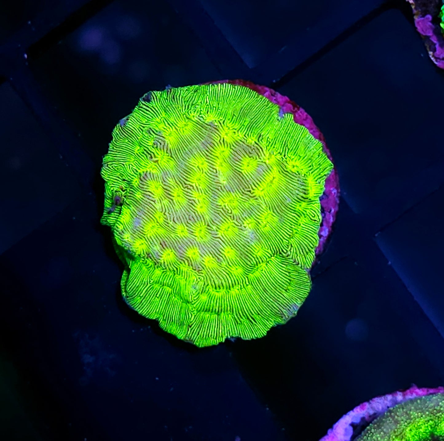 Kiwi Fusion Leptosersis