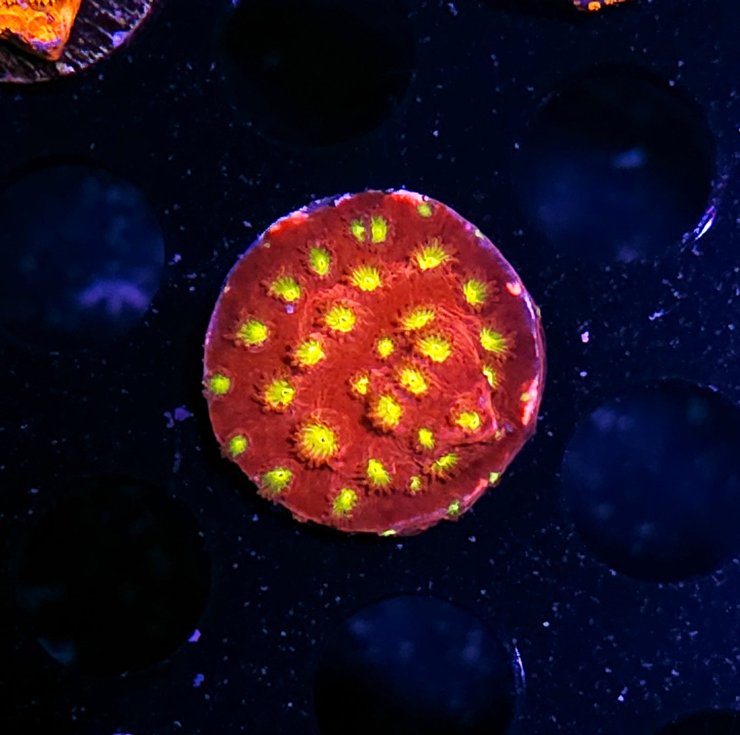 JF Badda Bing Cyphastrea