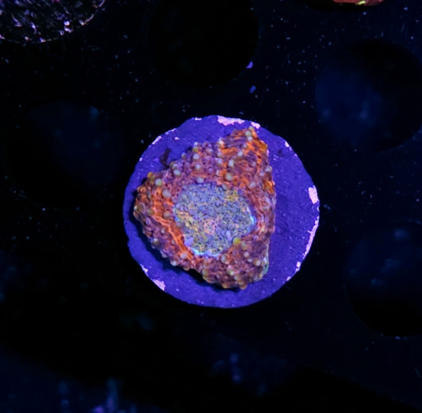 HF Wonderland Acan Echinata