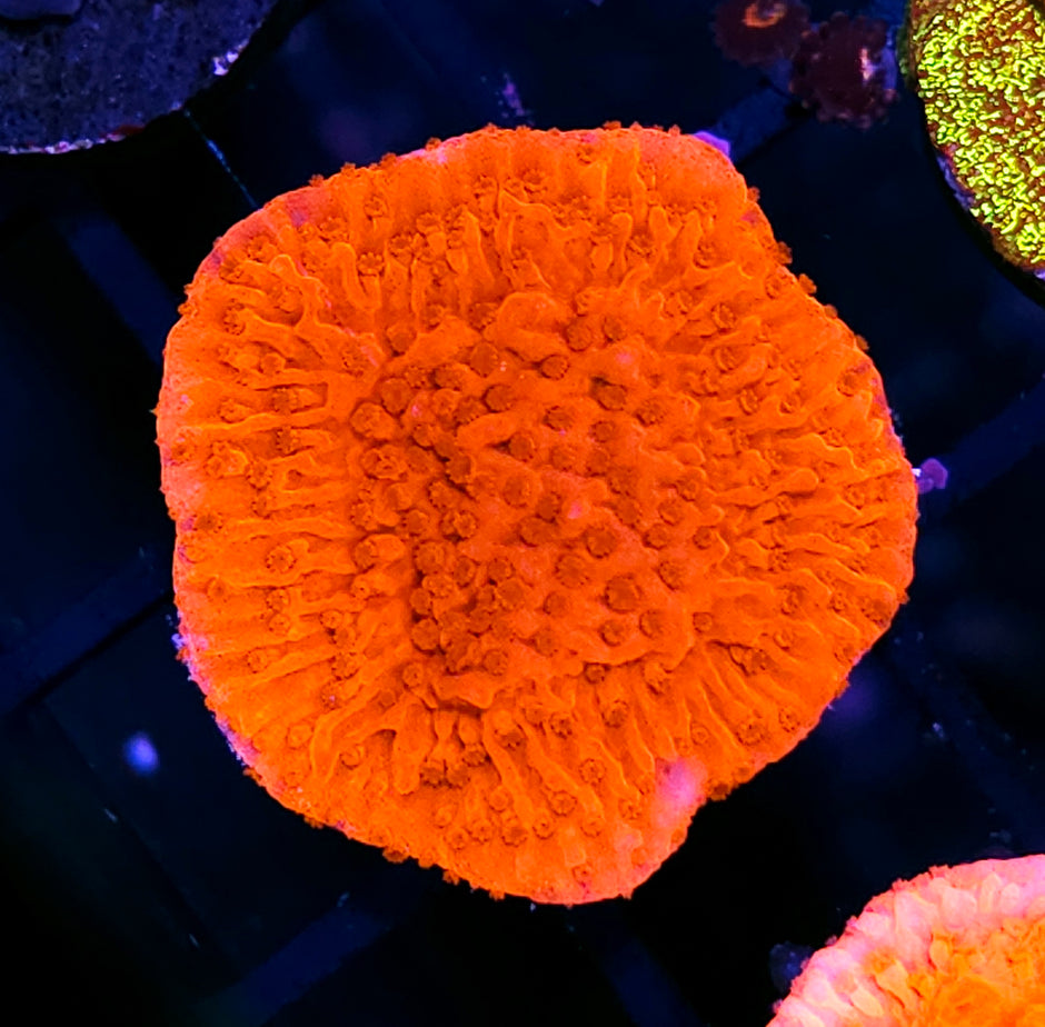 Nitro Montipora
