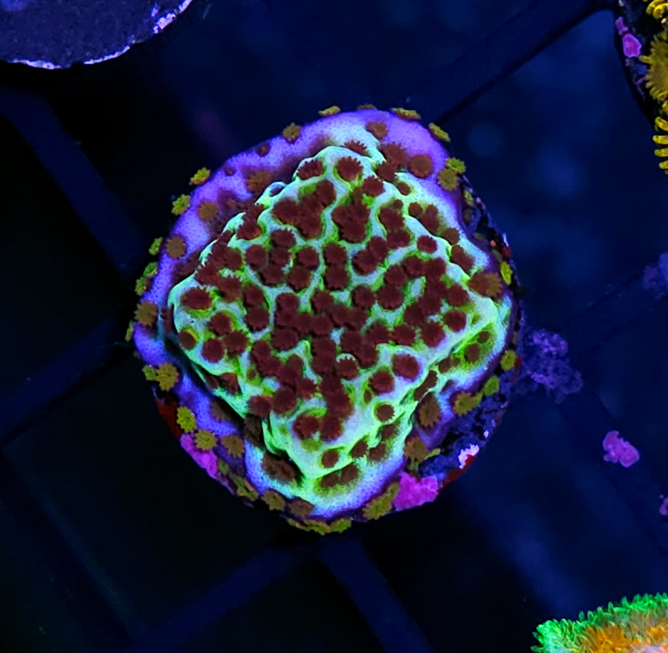 HF Berry Surprise Montipora