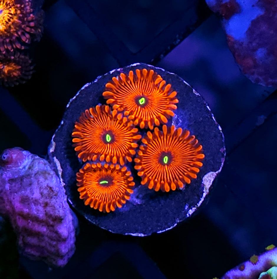 Red People Eater Zoas