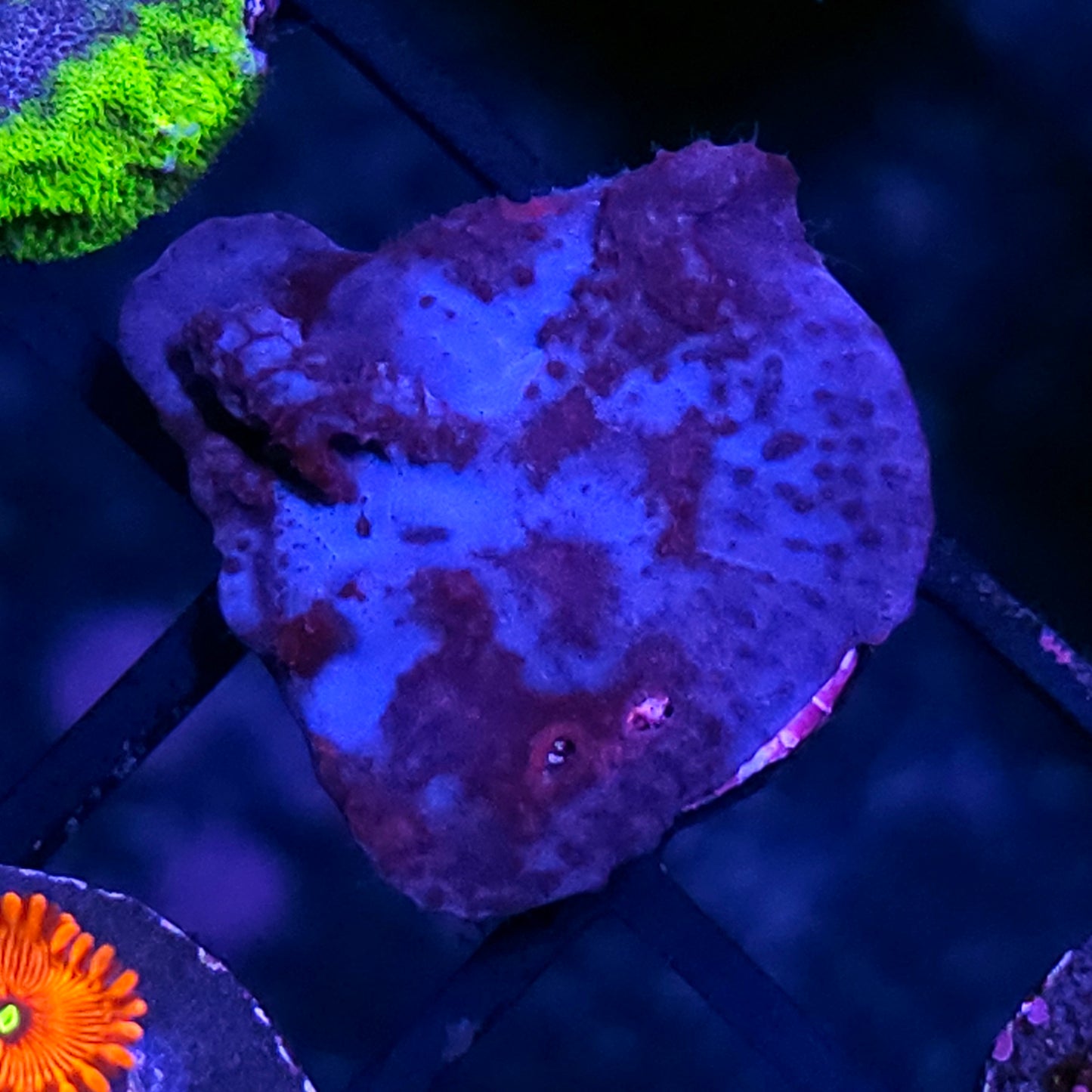 HF Blue Plating Sponge RARE