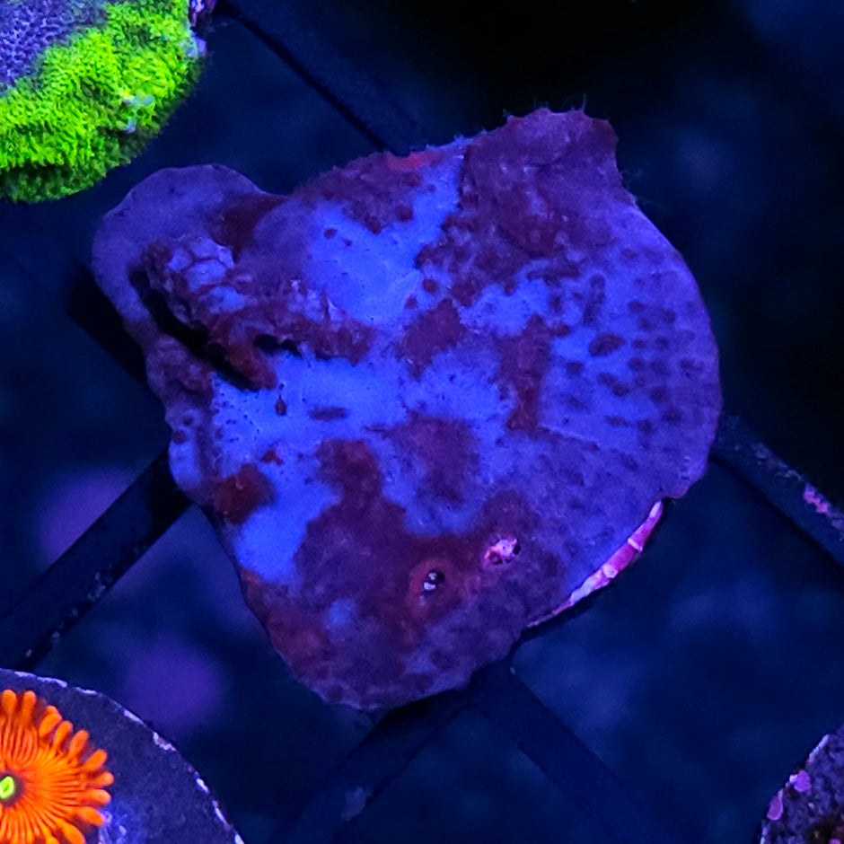 HF Blue Plating Sponge RARE