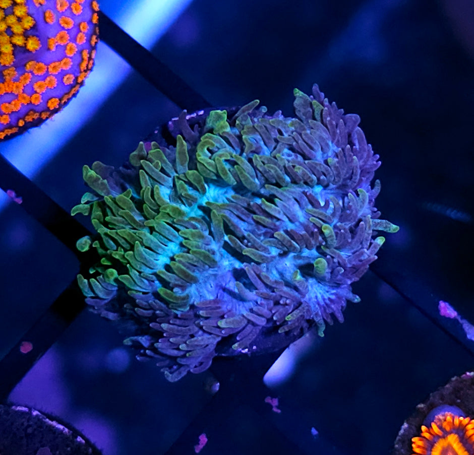 Crazy Hair Hydnophora