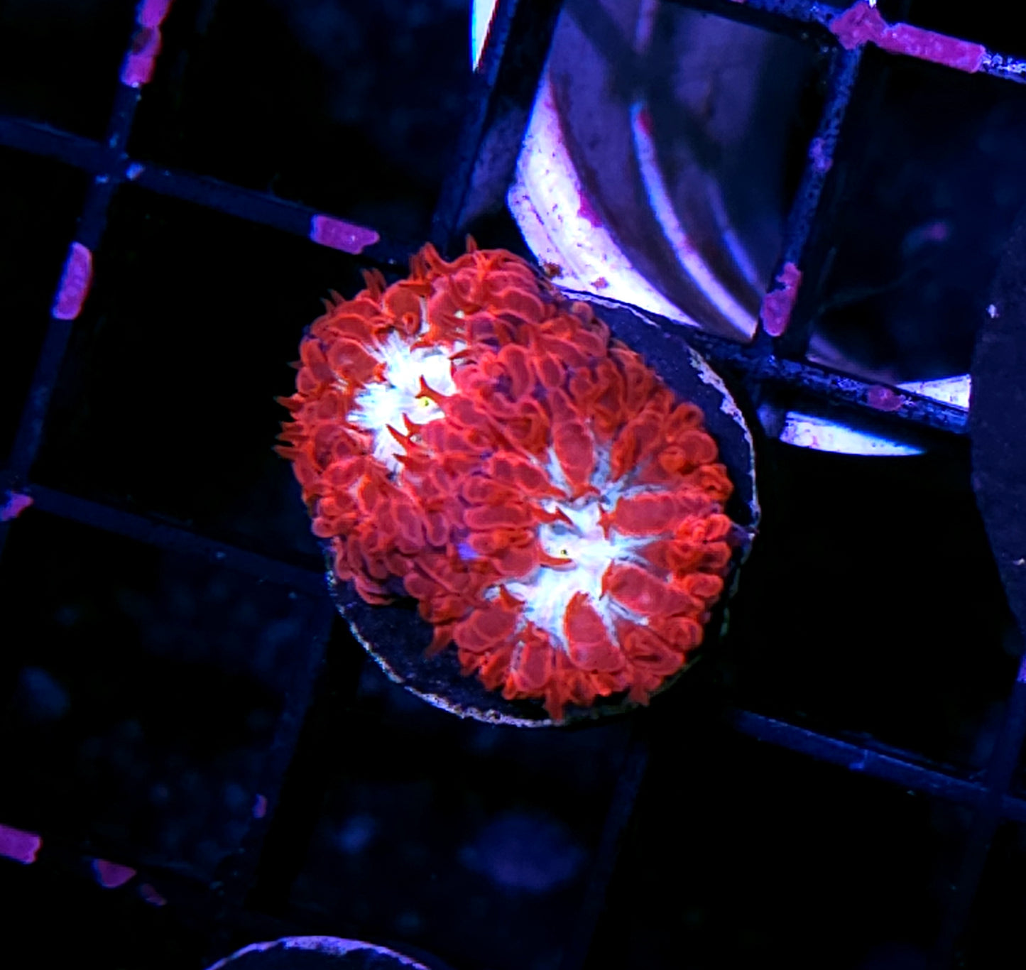 HF Crimson Ice Blasto