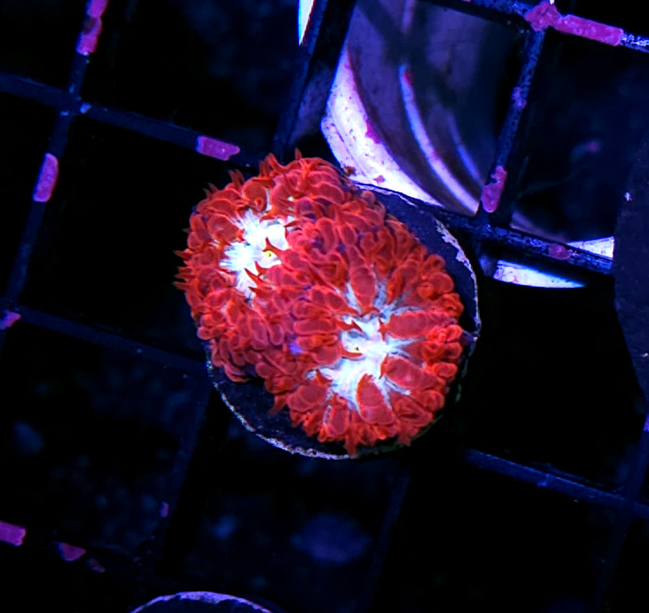 HF Crimson Ice Blasto