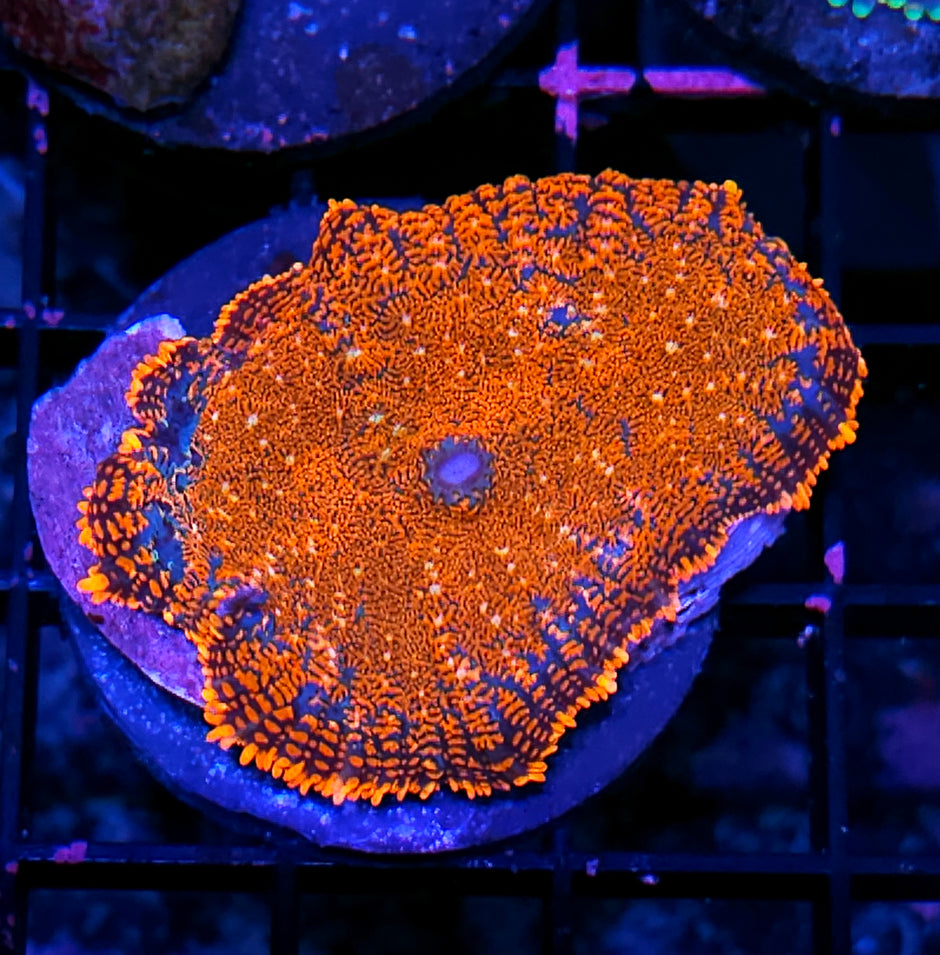 Angry Orange Mushroom