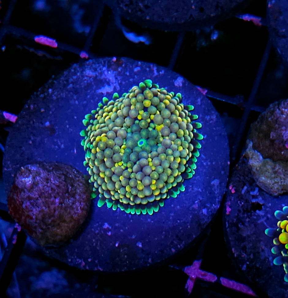 Sea of Cortez Super Ricordea