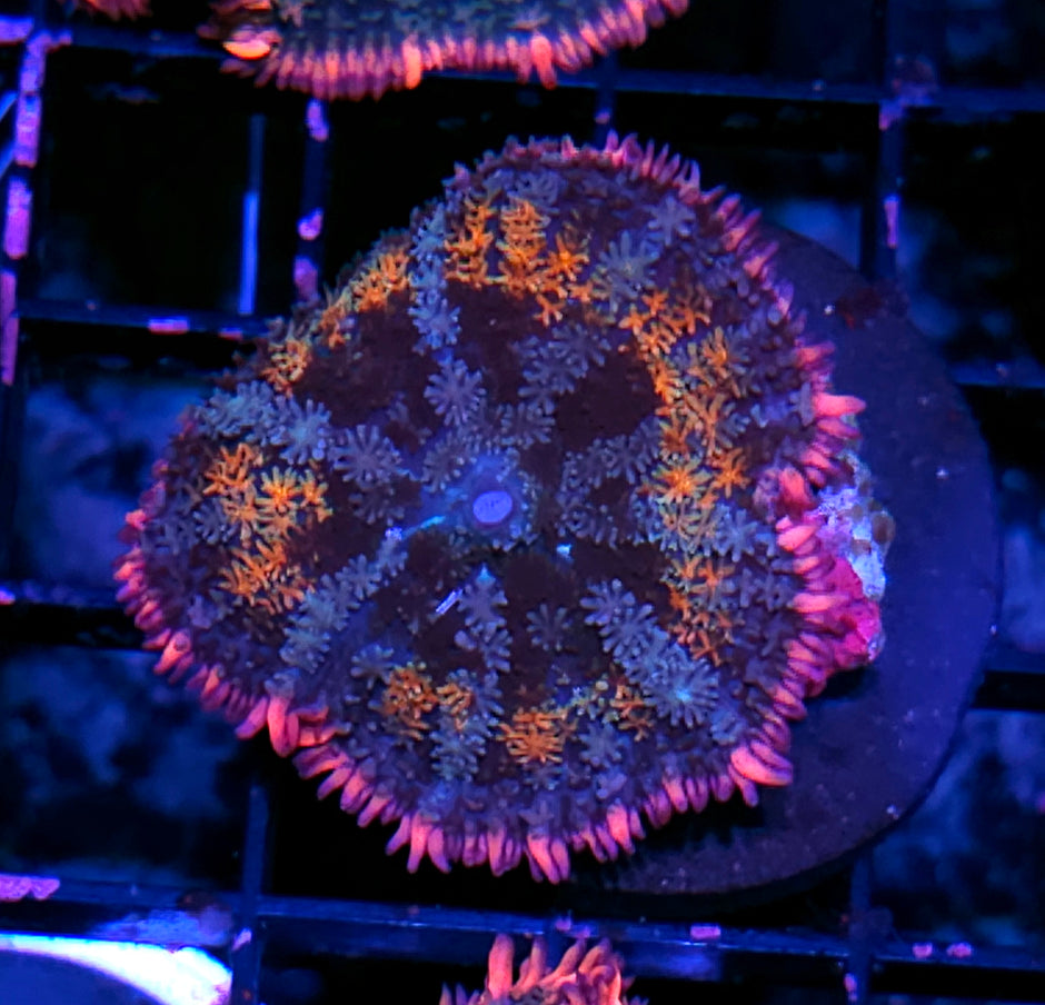 Super Frankenstein Bounce Mushroom