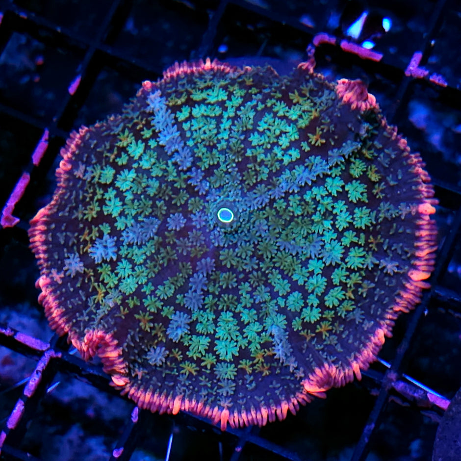 3.5" Frankenstein Bounce Mushroom