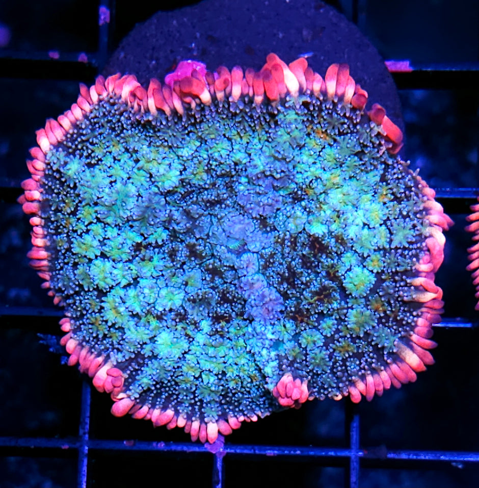 3" Frankenstein Bounce Mushroom