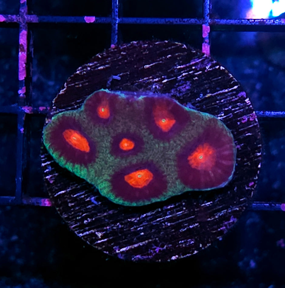 Dawn of the Dead Favia