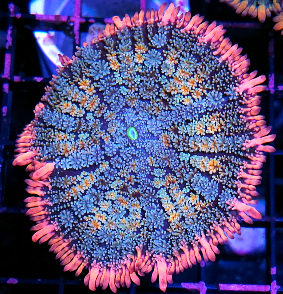 3.5" Frankenstein Bounce Mushroom