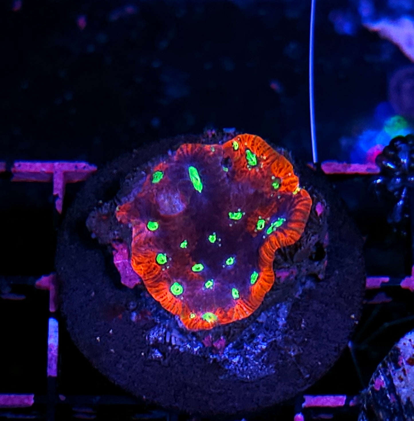 Demonic Possession Favites