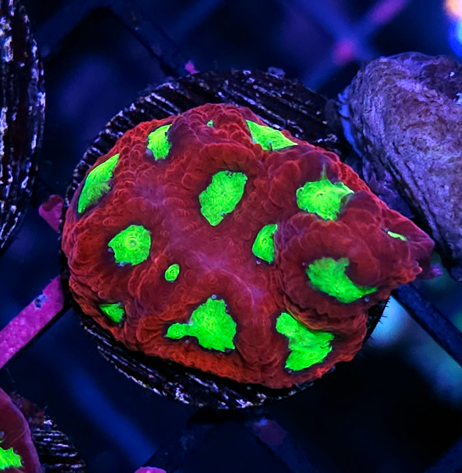 Poison Eye Favia