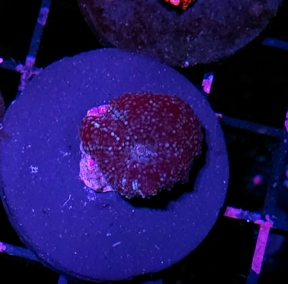 Stars in the Sky Mushroom