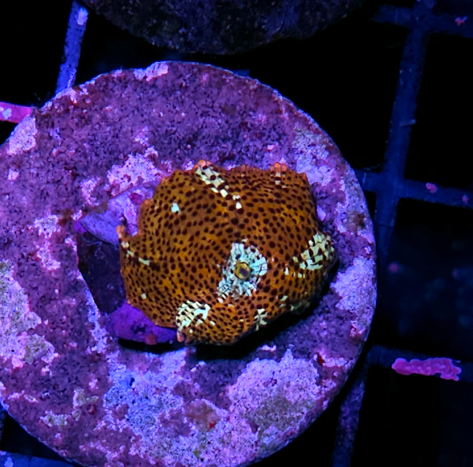 HF Lucky Leopard Mushroom