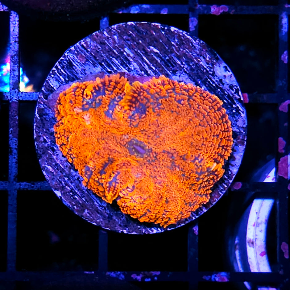 Combustion Mushroom