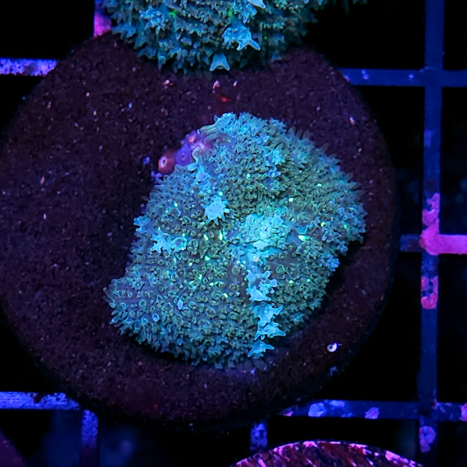 HF Kimchi Bounce Mushroom