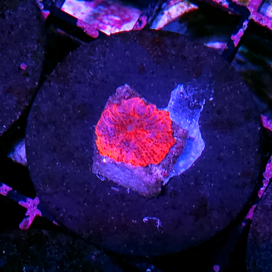 Stripper Lips Mushroom RARE