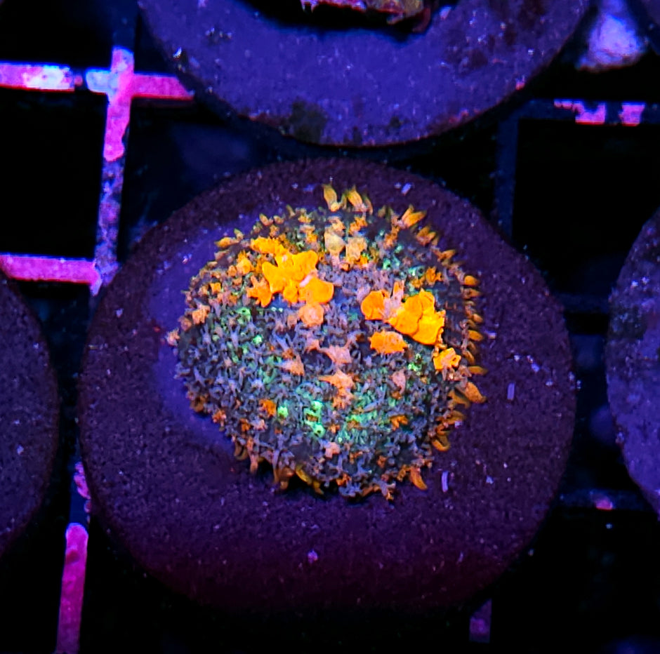 WWC Lineaged Bounce Mushroom