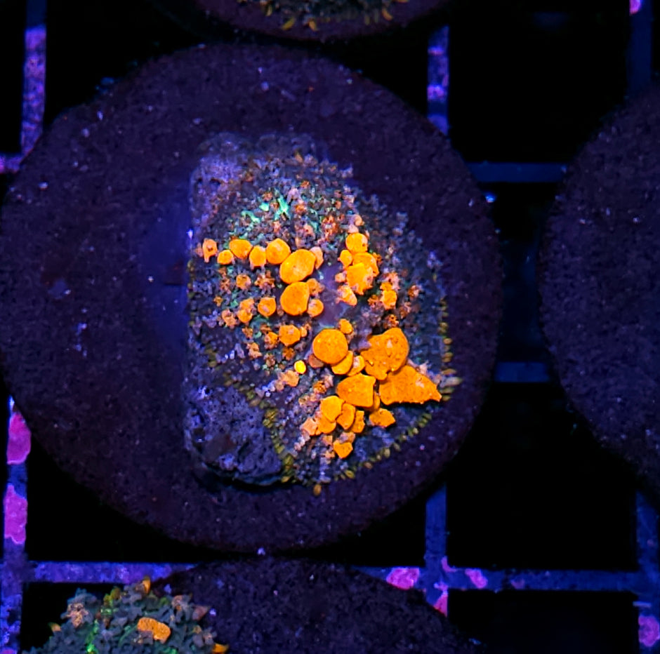 WWC Lineaged Bounce Mushroom