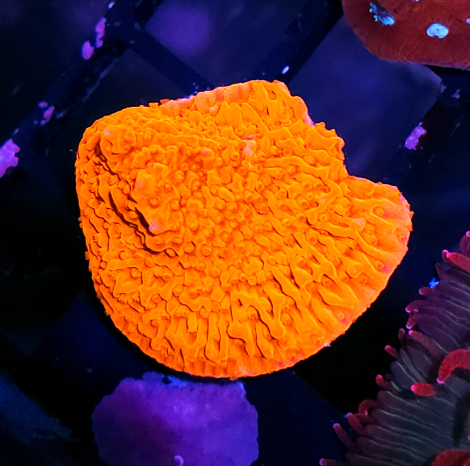 Sunshine Montipora
