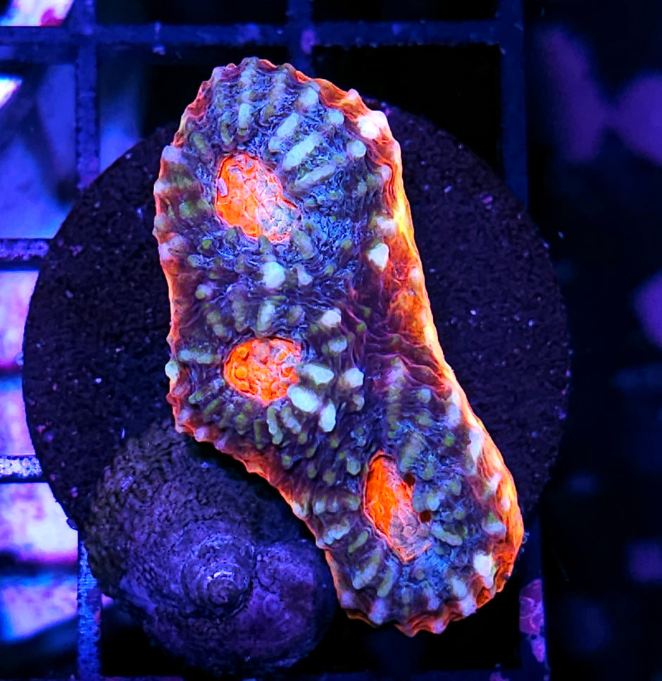 Darth Sidious Red Rim Chalice