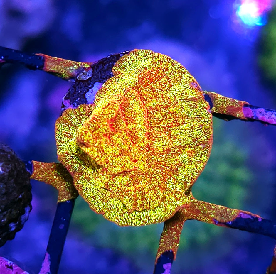 HF Napalm Leptosersis