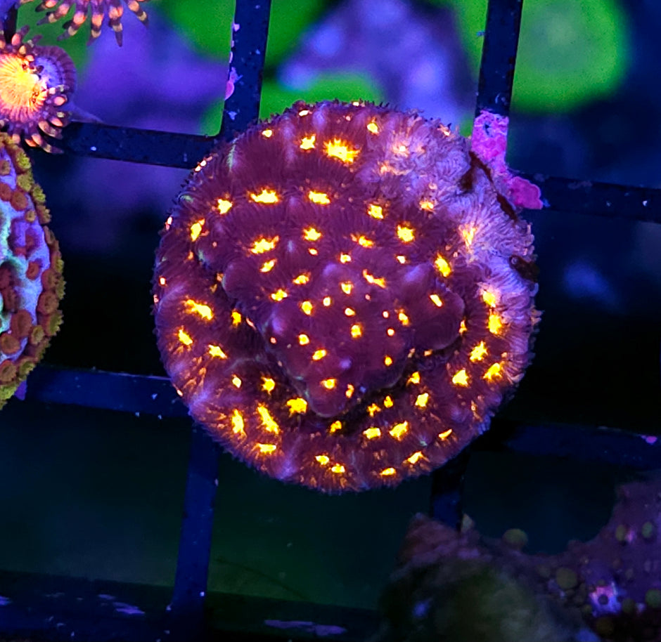 Fireworks Leptosersis