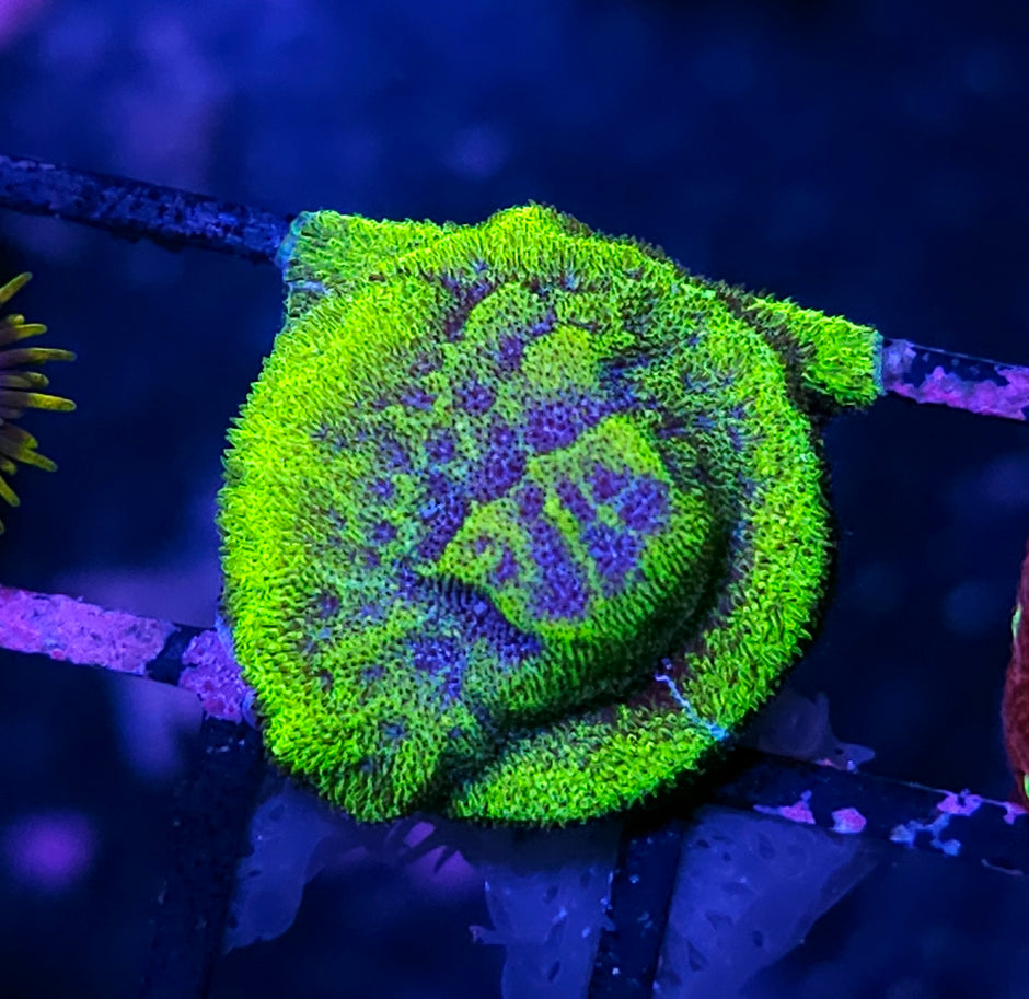 HF Stargate Leptosersis