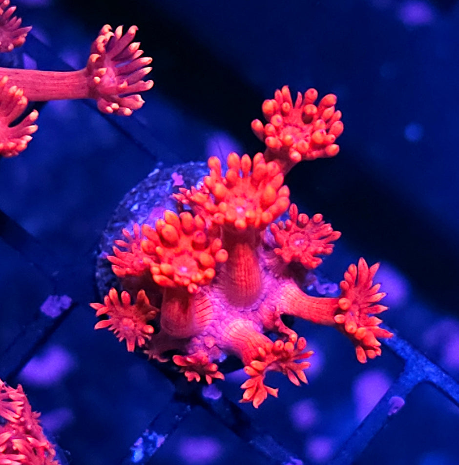 Red Berries Goniopora