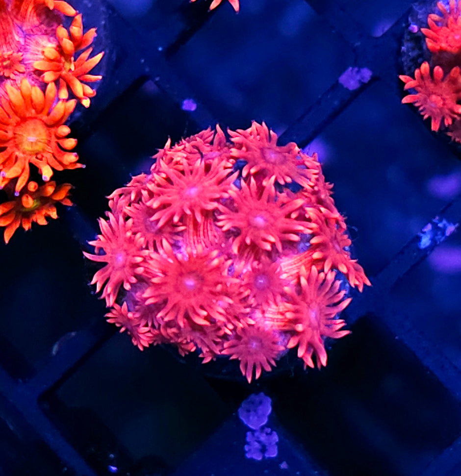Punchy Pink Goniopora