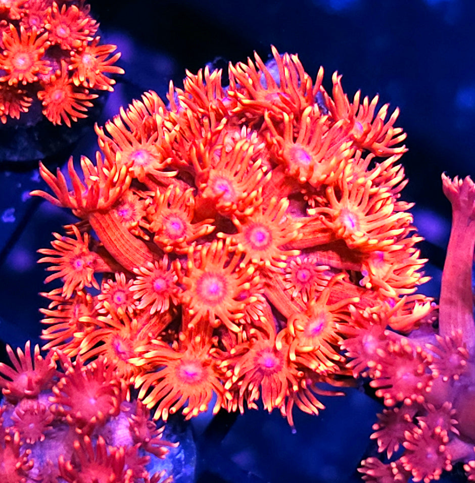 HF Fire Breather Goniopora