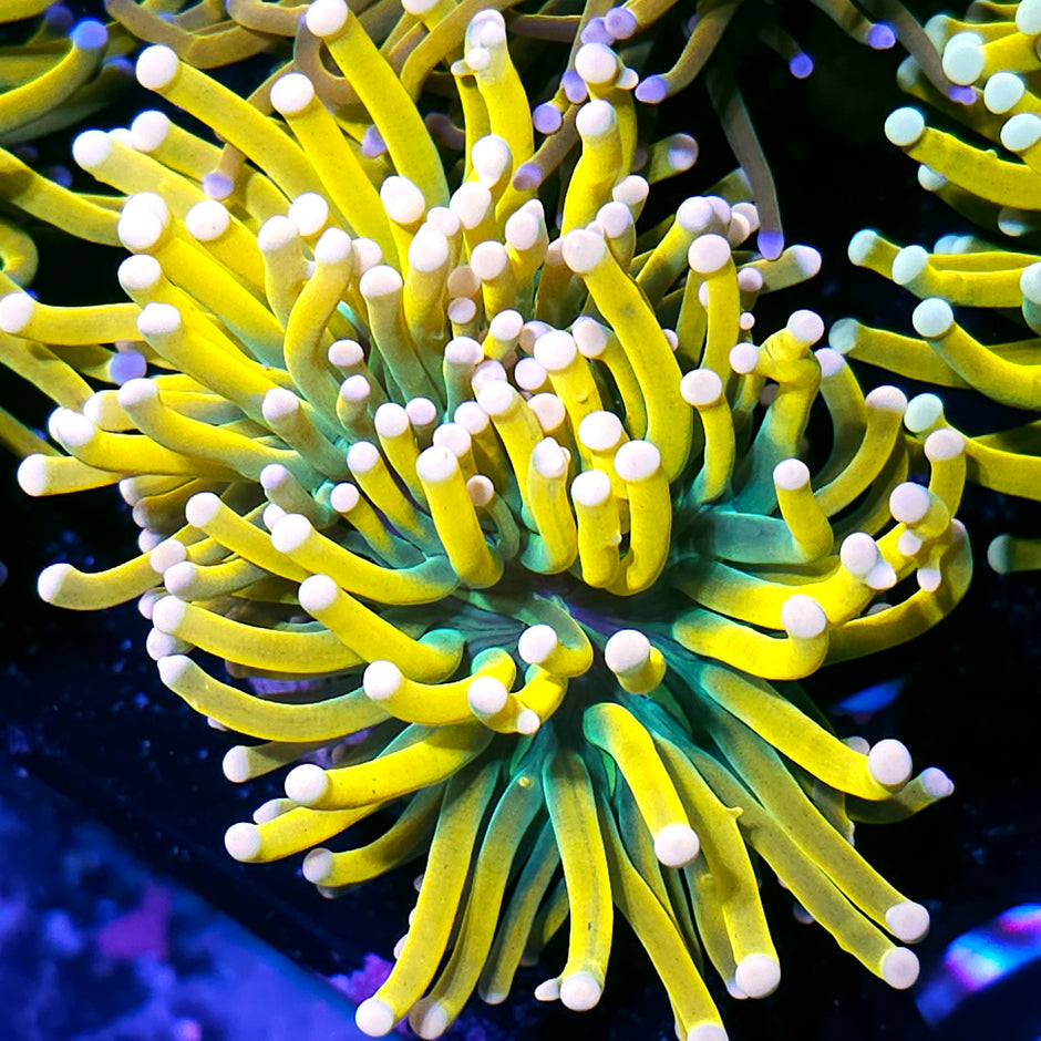 Double Tiger King Holy Grail Torch (white tip)