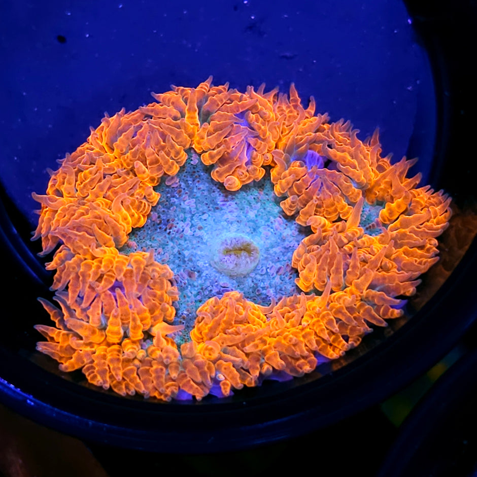 Backdraft Flower Anemone