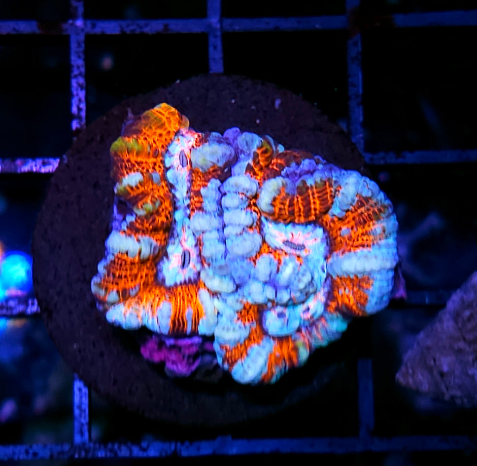 Fire and Ice Symphyllia Wilsoni