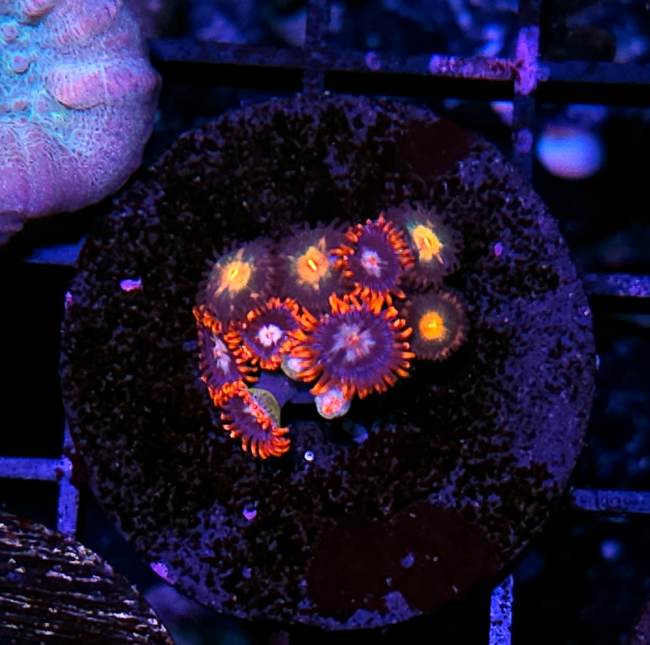 Mix Zoas