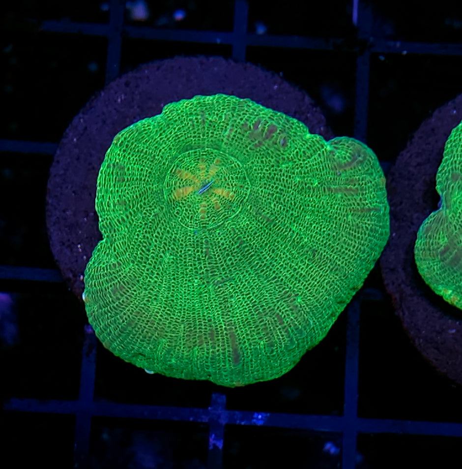 Plutonium Moselaya
