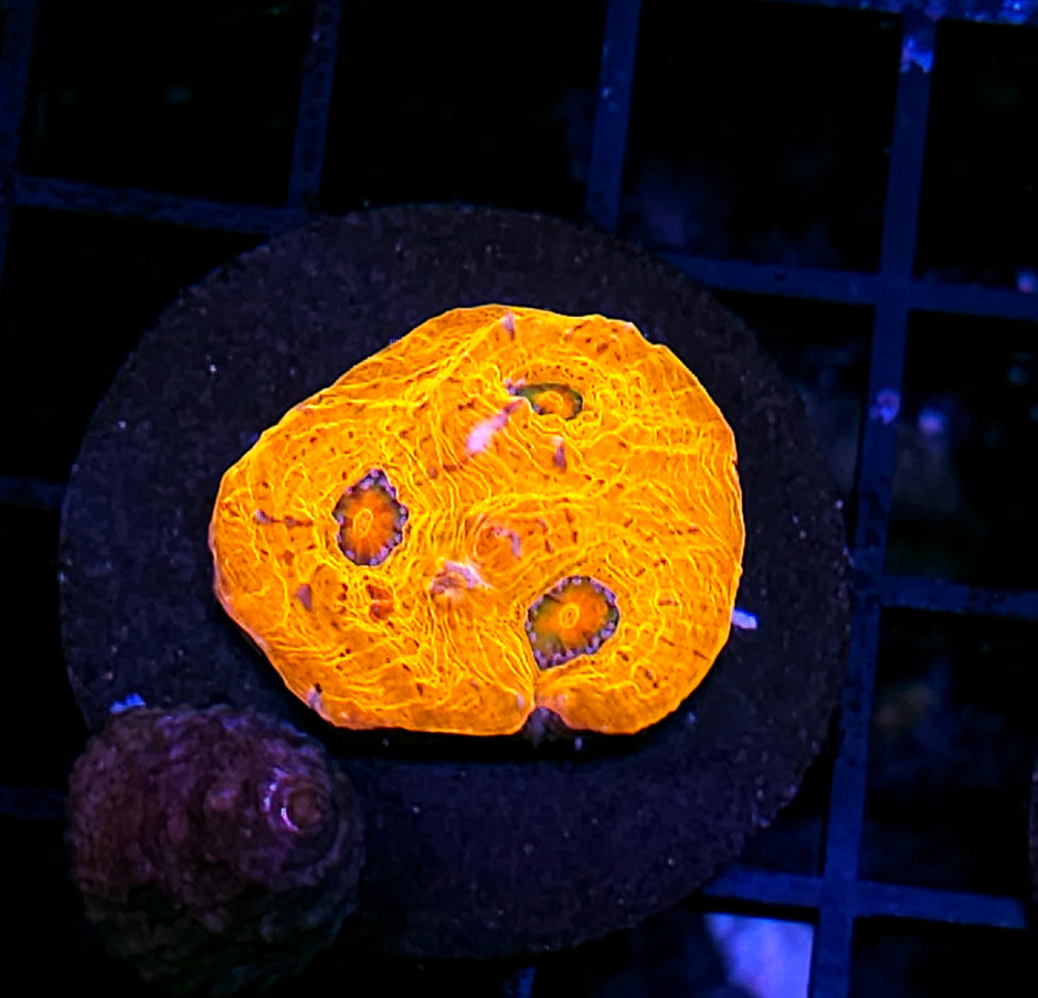 HF Gold Fever Chalice