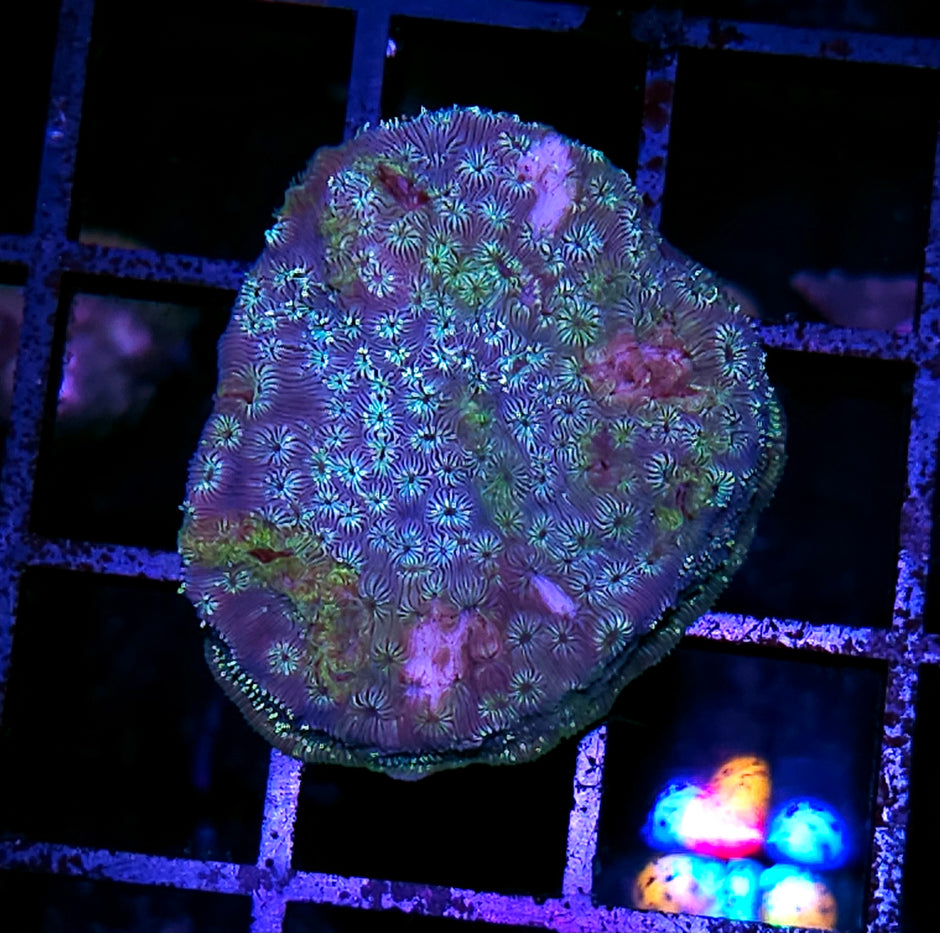 Green Pavona Cactus