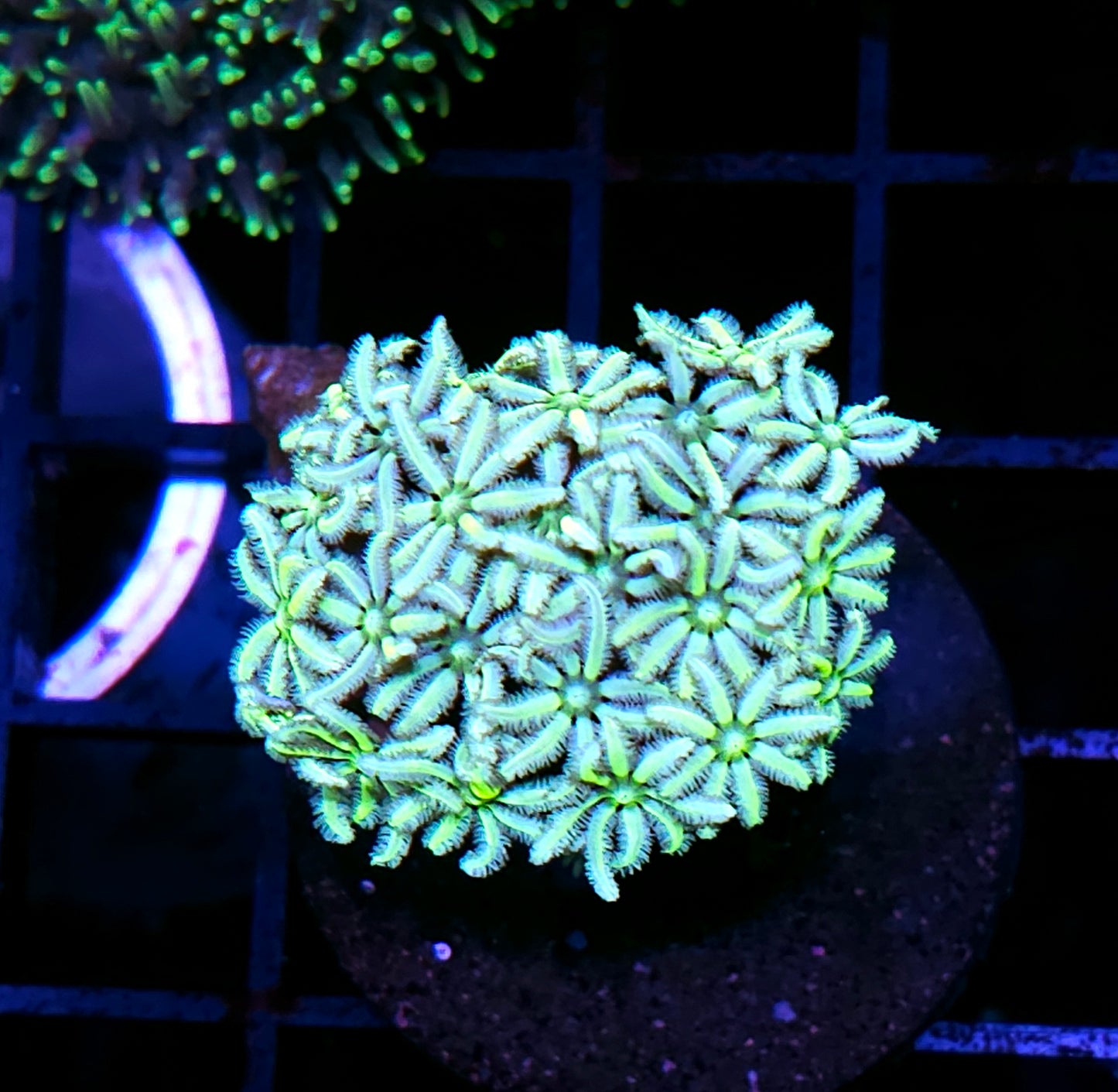 Nuclear Snowflake Cloves