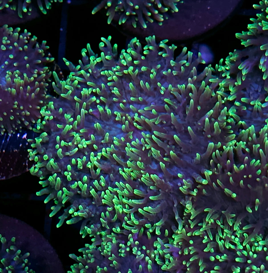 HF Shag Daddy Carpet Mushroom