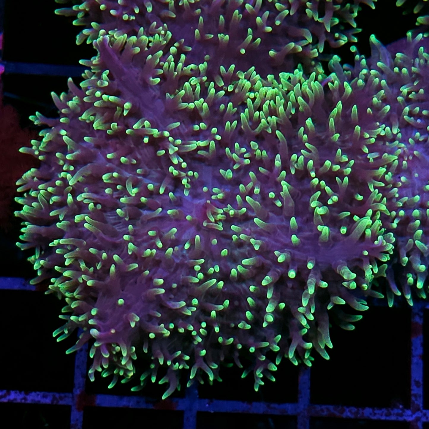 HF Shag Daddy Carpet Mushroom