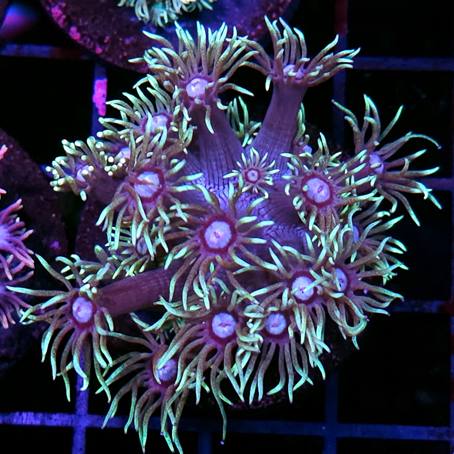 Femme Fatal Goniopora